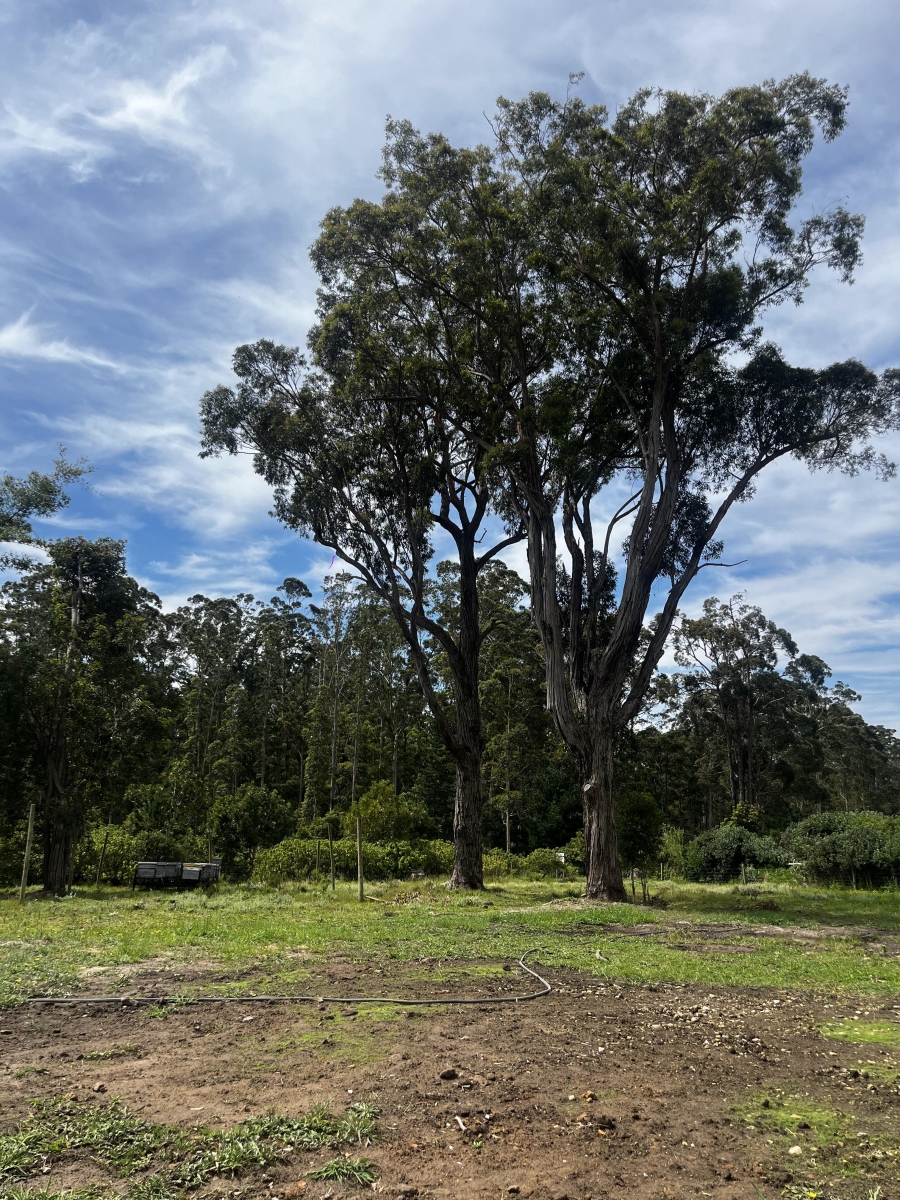 To Let 2 Bedroom Property for Rent in Plettenberg Bay Rural Western Cape